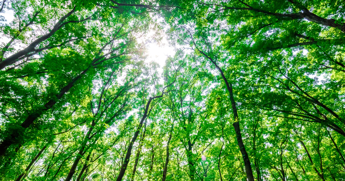下から見上げた緑の木々と太陽の光